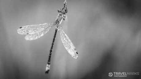 Macrofotografie libelle