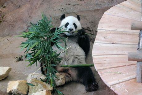 Panda in Ouwehands dierenpark