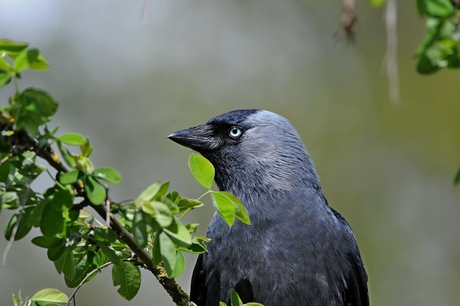 mooie blauwe ogen