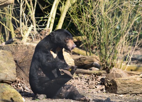 Maleise beer met een Appel