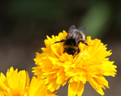 hommel op bloem