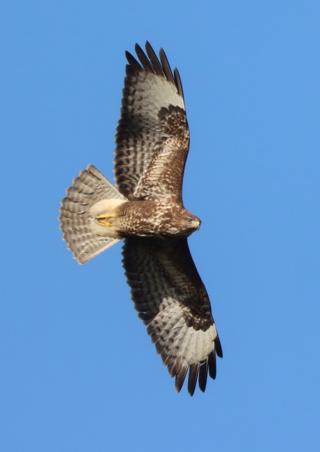 Buizerd 