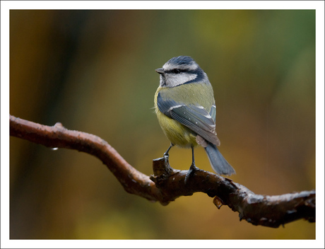 Rainy Blue Tit