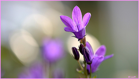 Campanula