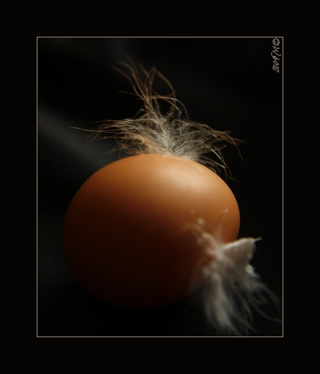 Angelwinged Egg