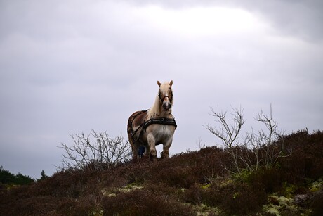 king of the mountain