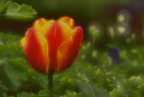 Tulp
