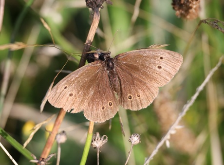 Koevinkje / Ringlet