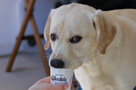 Dog Likes IceCream