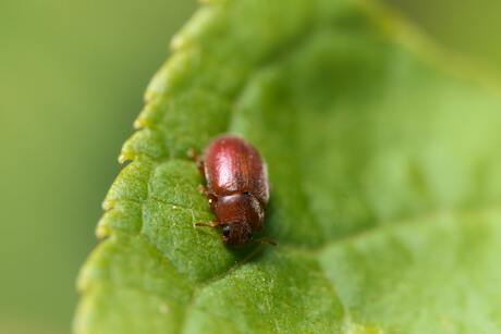 Kever op getand blad