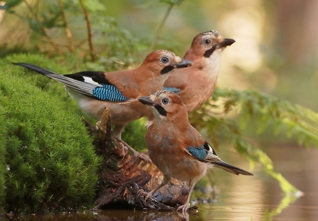 Gaaien     juvenielen