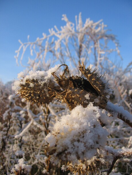 Eindelijk winter in Nederland - 5 januari 2016