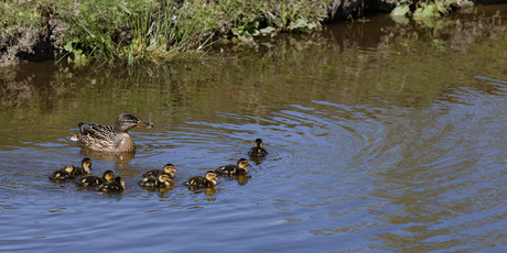 Moeder en kroost