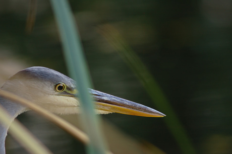 Beyond the Reeds