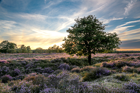 Gooische heide 