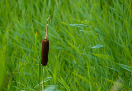 eenzame grote lisdodde