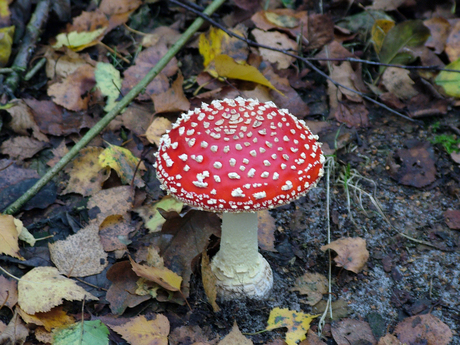 rood met witte stippen