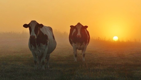 Koeien bij een mistige zonsopkomst