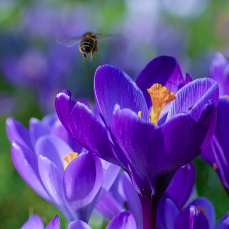 Lente… 🐝☀️🌷😍