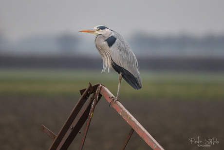 Reiger op de uitkijk