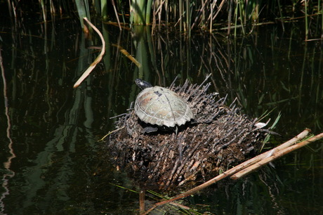 schildpad Zoetermeer