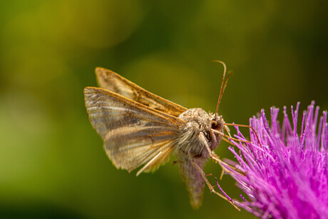 Macro vlinder (1 van 1)-6
