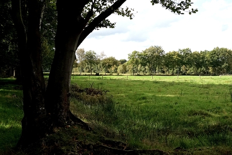 Aan de rand van het bos