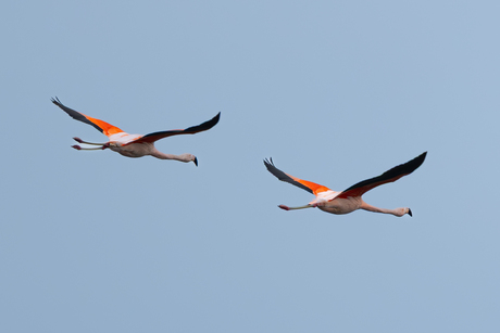 Flamingo's in vlucht