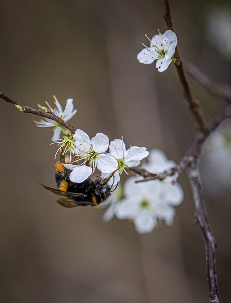 Hallo Lente ( gevoel )