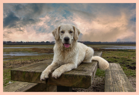 Relaxed Golden Retriever