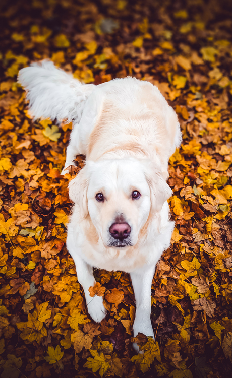 Herfst