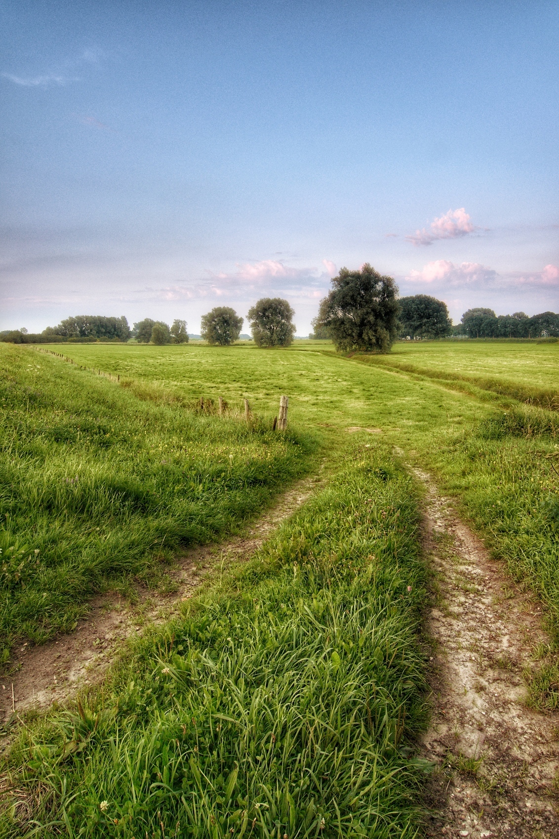 Tree in a row - Tree in a row - foto door moulijn op 26-08-2017 - deze foto bevat: boom, bomen, brummen