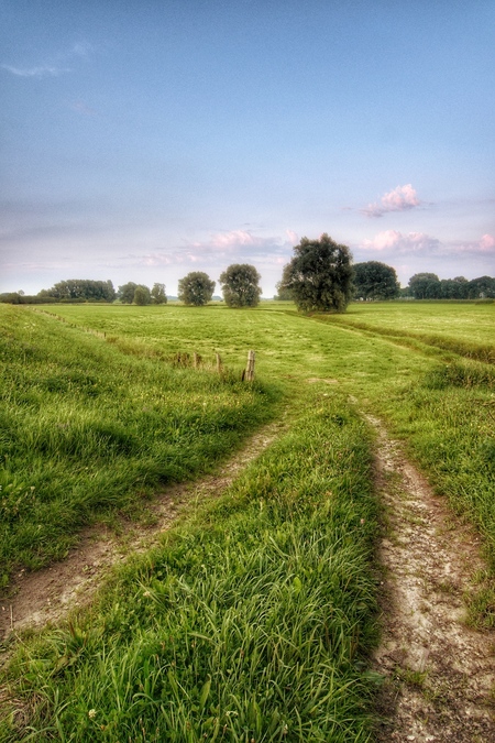 Tree in a row - Tree in a row - foto door moulijn op 26-08-2017 - deze foto bevat: boom, bomen, brummen