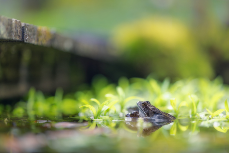 Laten we ons verstoppen onder de brug