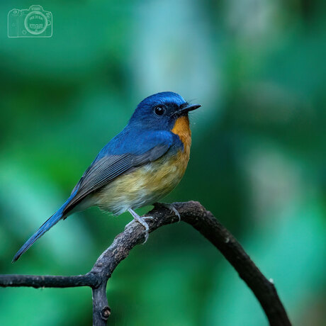 Tickles blauwe vliegenvanger.