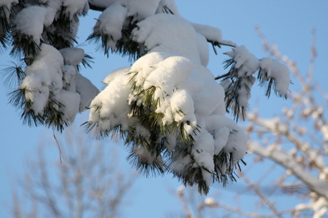 dennentakje in de sneeuw