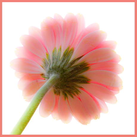 gerbera