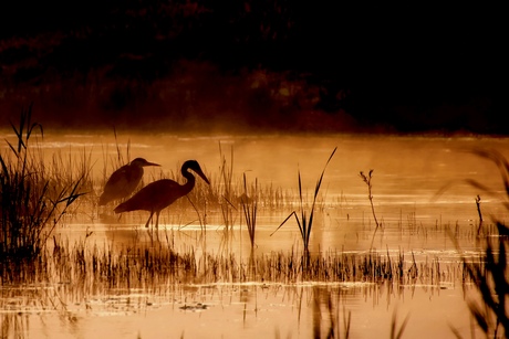 Reigers bij zonsopkomst 