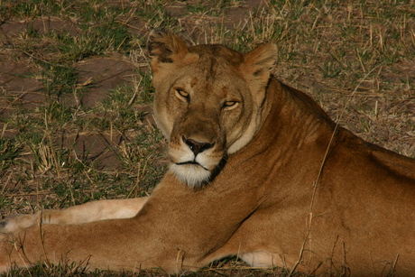 sleepy lion..