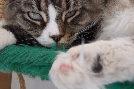 Maine Coon teentjes