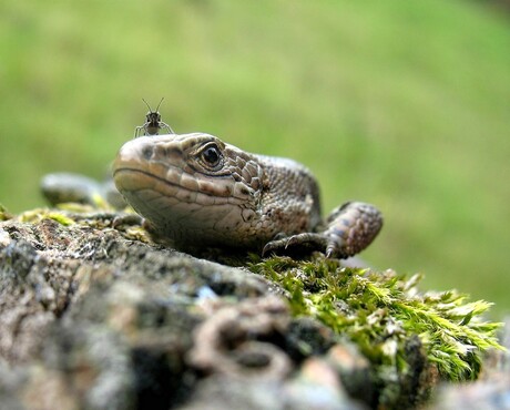 De levendbarende hagedis of kleine hagedis (Zootoca vivipara) (2)