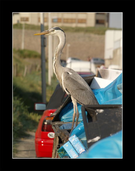 reiger2