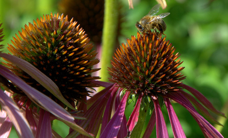 bloemetjes en bijtjes