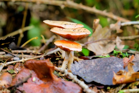 Paddenstoelen familie