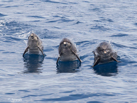 Tuimelaar dolfijnen bij Tenerife