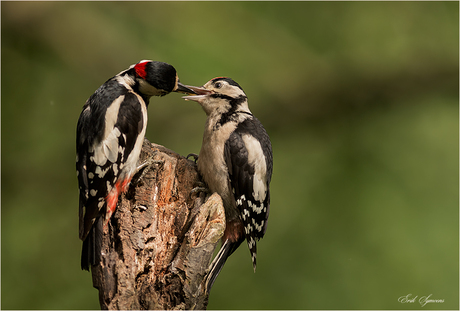 Feed-Time......