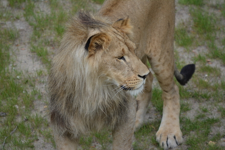 safaripark (31).JPG
