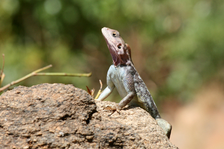 Tsavo