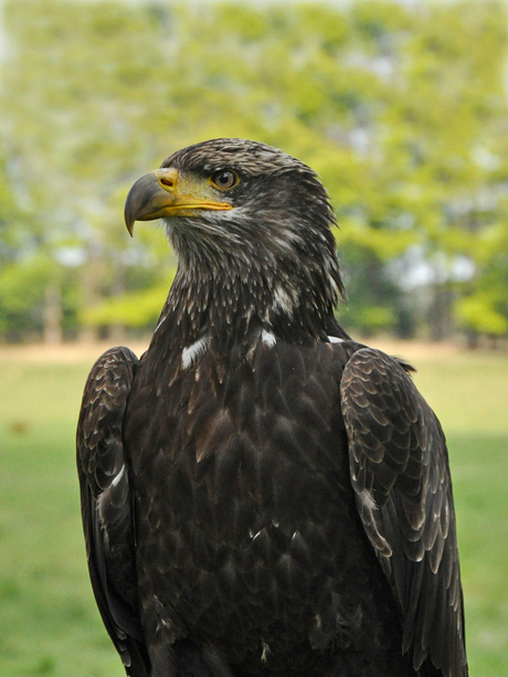 Bald Eagle.