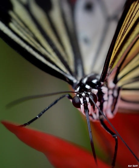 Idea Leuconoe